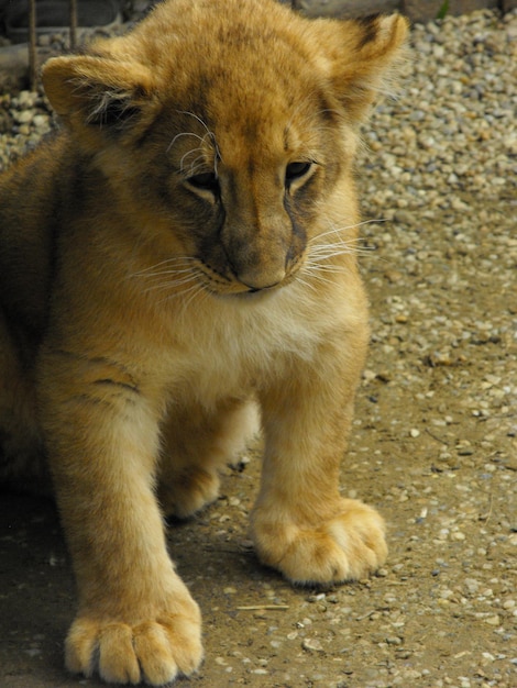 close-up of lion cub on field