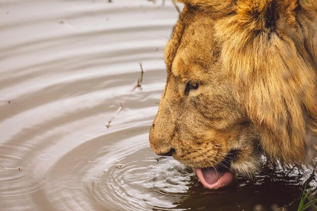 Photo close-up of lion drinking water