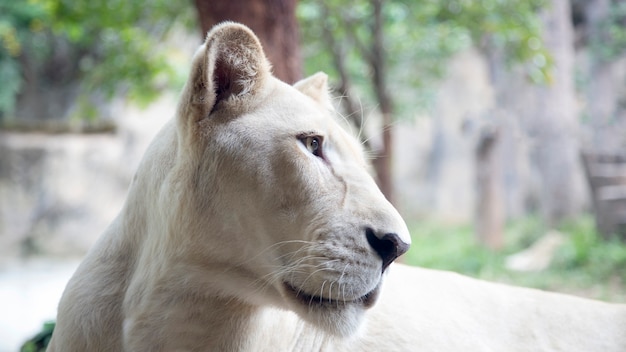 Chiuda sul fronte femminile del leone sull'animale della foresta