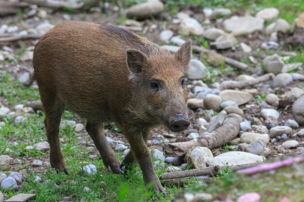 Foto close-up di un leone sul campo