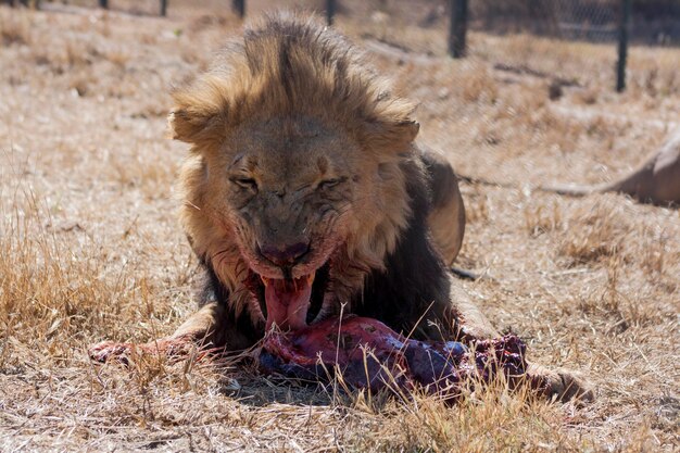 Foto close-up di un leone sul campo