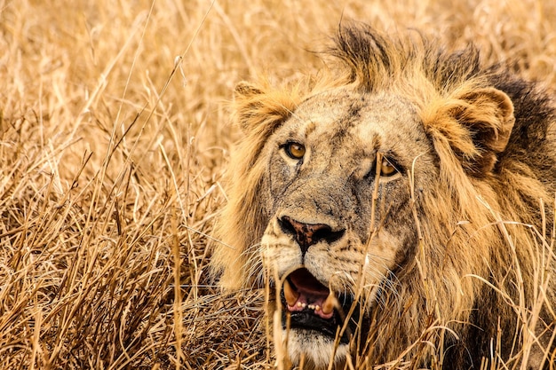 close-up of lion on ground