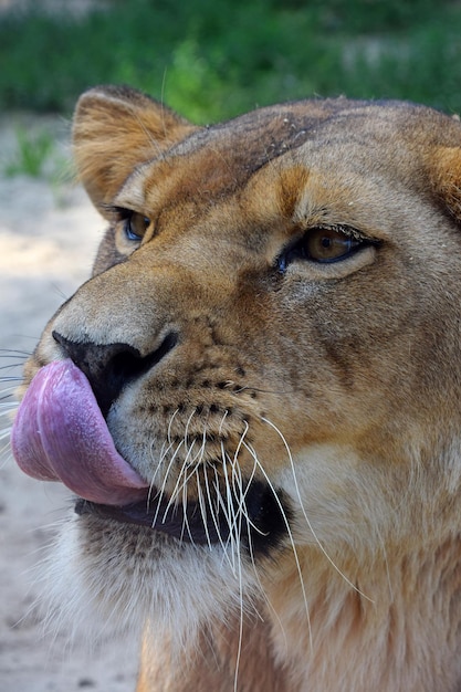 Photo close-up of lion licking nose at zoo