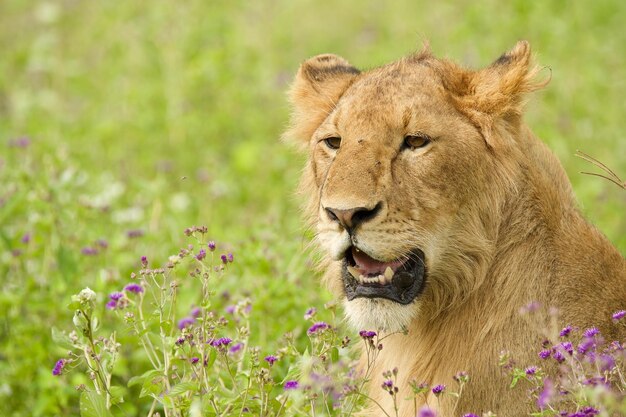 Foto close-up di un leone che guarda lontano sul campo