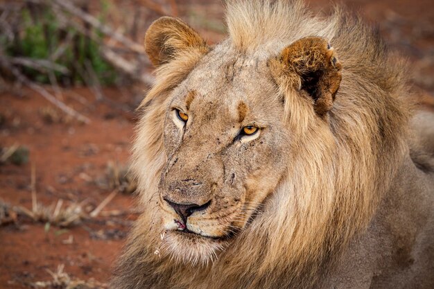 Foto close-up di un leone che guarda lontano nello zoo