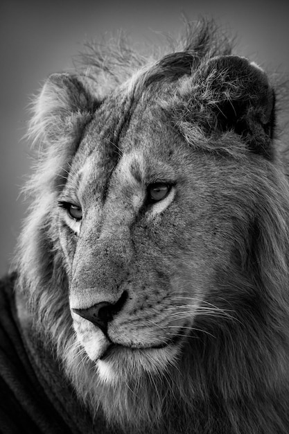 Photo close-up of lion looking away