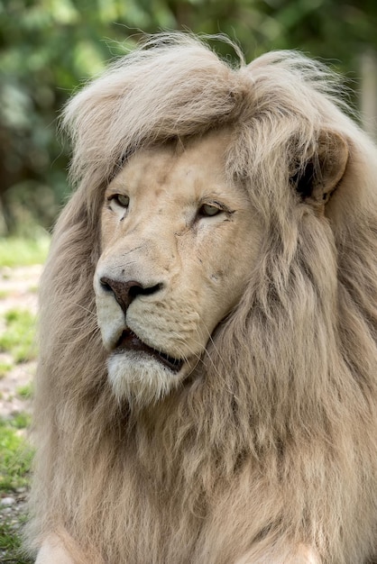 Close-up of lion looking away