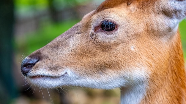 Photo close-up of a lion looking away