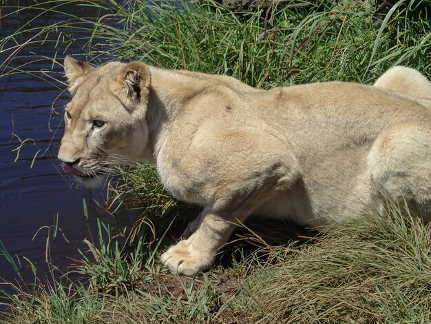 Foto close-up di un leone che si rilassa sul campo