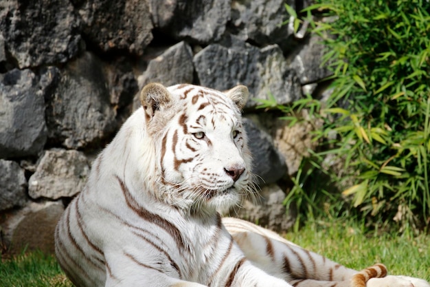 Photo close-up of lion relaxing on rock