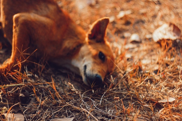 Foto close-up di un leone che riposa sul campo