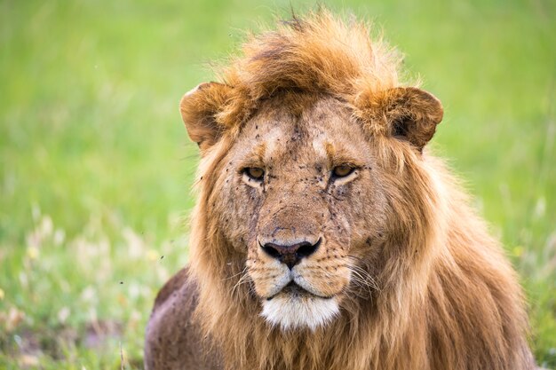 Photo close up of lion resting in nature