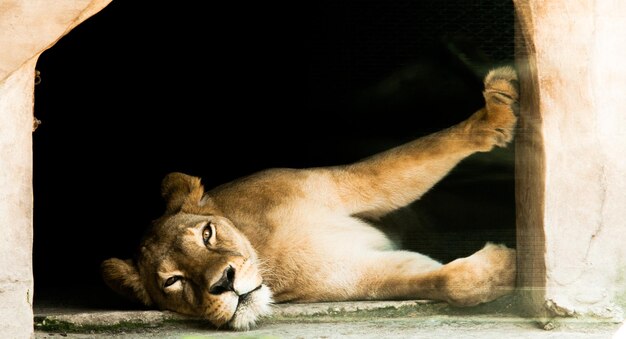 Photo close-up of lion resting