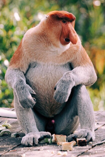 Photo close-up of lion sitting outdoors