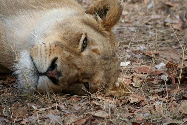 Close-up of lion sleeping