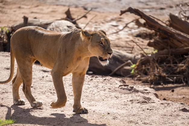 Close up on lion walking through the savannah