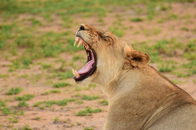 Photo close-up of lion yawning
