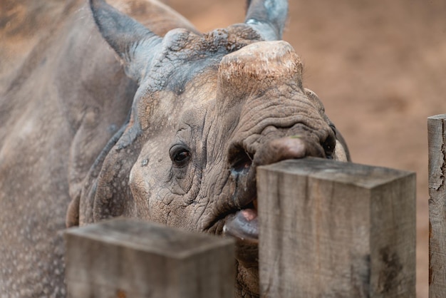 Foto close-up di un leone nello zoo