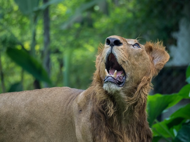 Close-up of lion