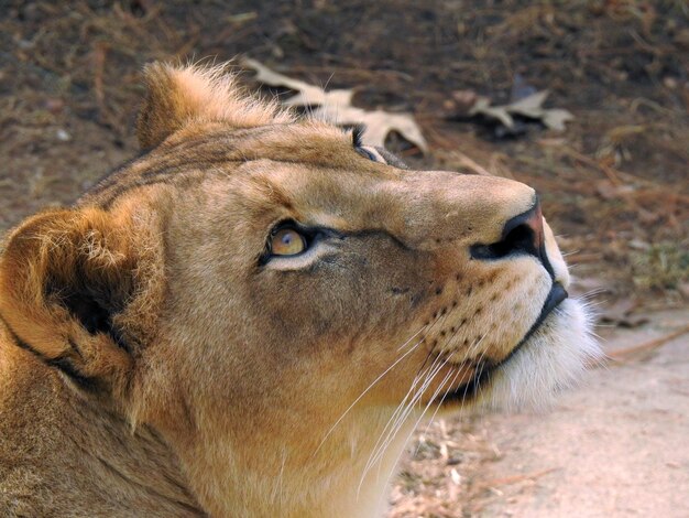 Close-up of lion