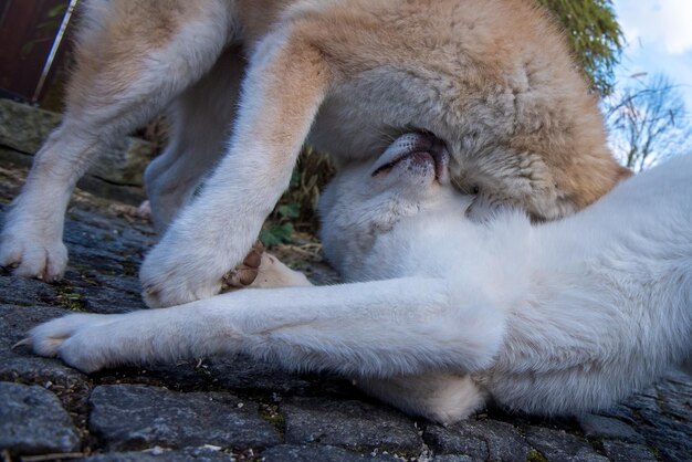 Close-up of lion