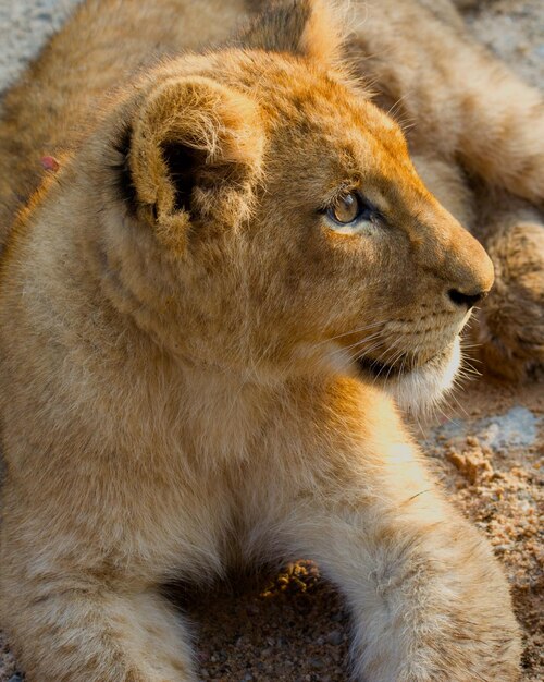 close-up of lion