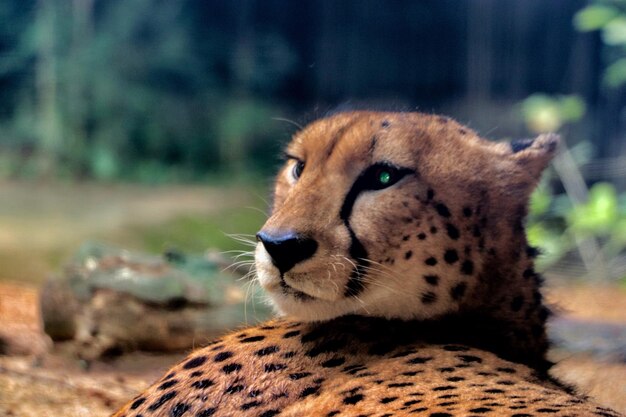 Photo close-up of lion