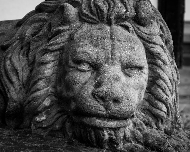 Close-up of lion