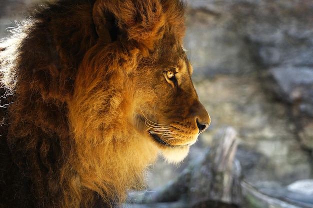 Foto prossimo piano di un leone