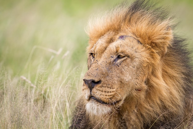 close-up of lion