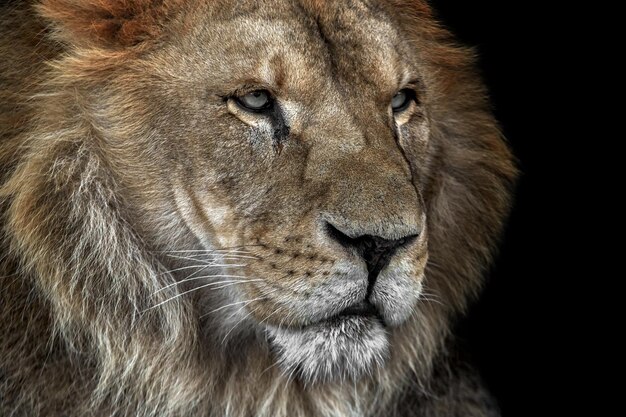 Photo close-up of lion