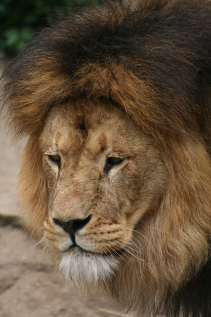 Photo close-up of lion