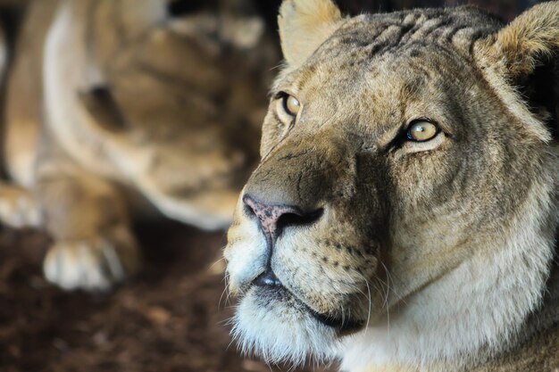 Photo close-up of lion