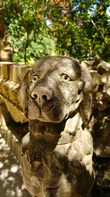 Close-up of lion