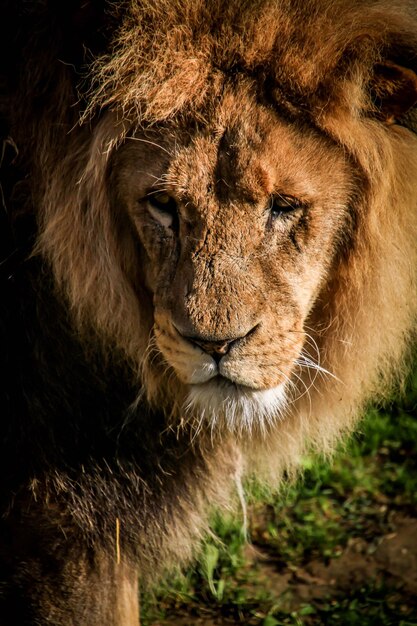 Photo close-up of lion