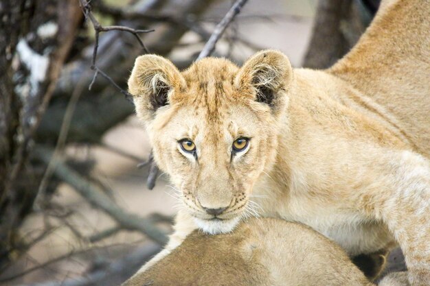 Close-up of lion