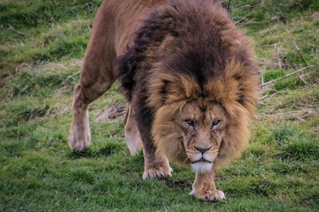 Foto prossimo piano di un leone