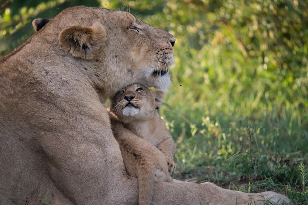 Foto prossimo piano di un leone