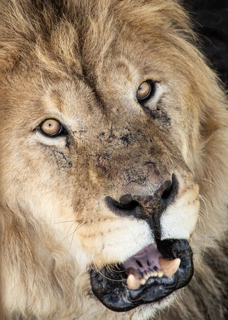 Photo close-up of lion