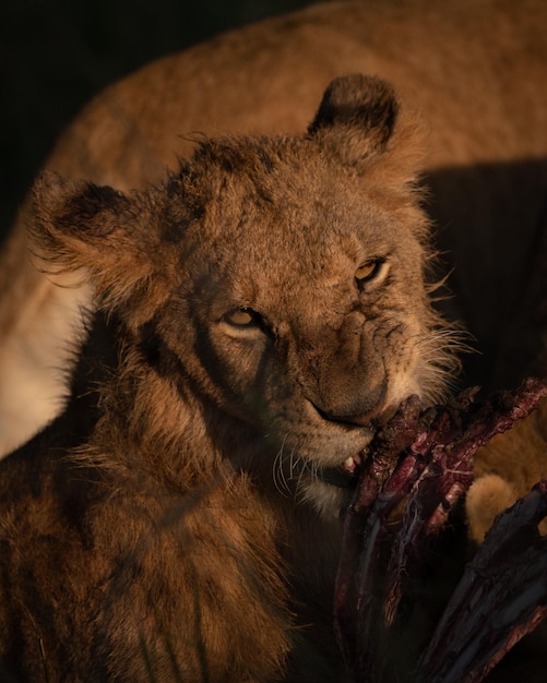 Photo close-up of lioness gnawing ribs of carcase