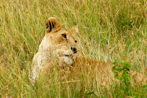 Foto prossimo piano di una leonessa sul campo erboso
