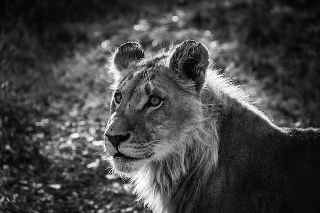 Foto close-up di una leonessa che guarda da un'altra parte