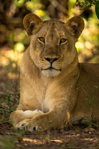 Photo close-up of lioness lying under leafy tree