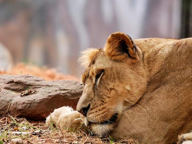 Photo close-up of lioness relaxing outdoors