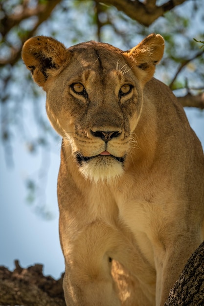 Photo close-up of lioness sitting staring in tree