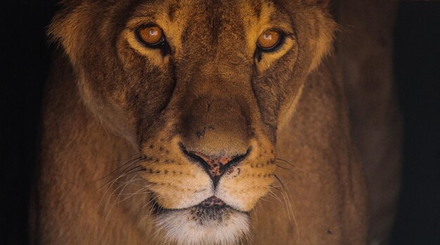 Photo close-up of lioness