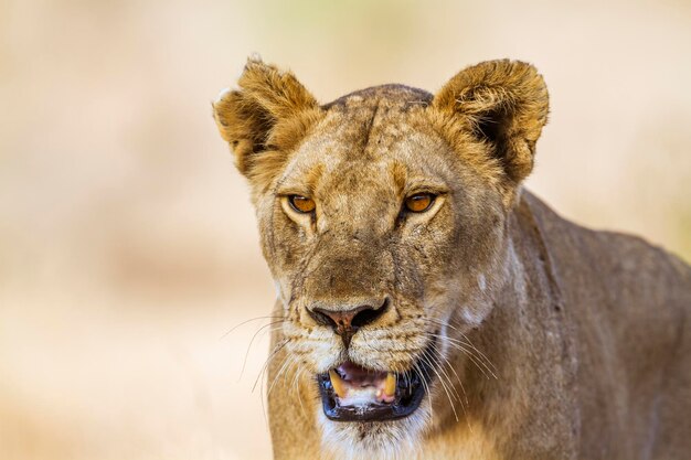 Photo close-up of a lioness