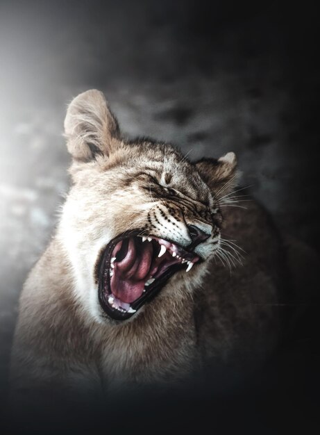 Photo close-up of a lioness