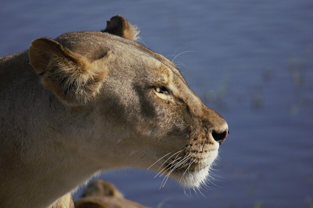 Photo close-up of lioness