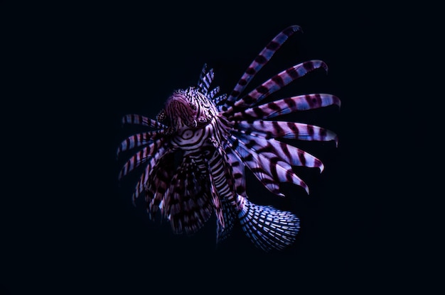 Photo close-up of lionfish against black background